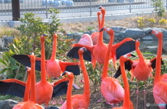 フラミンゴの朝礼