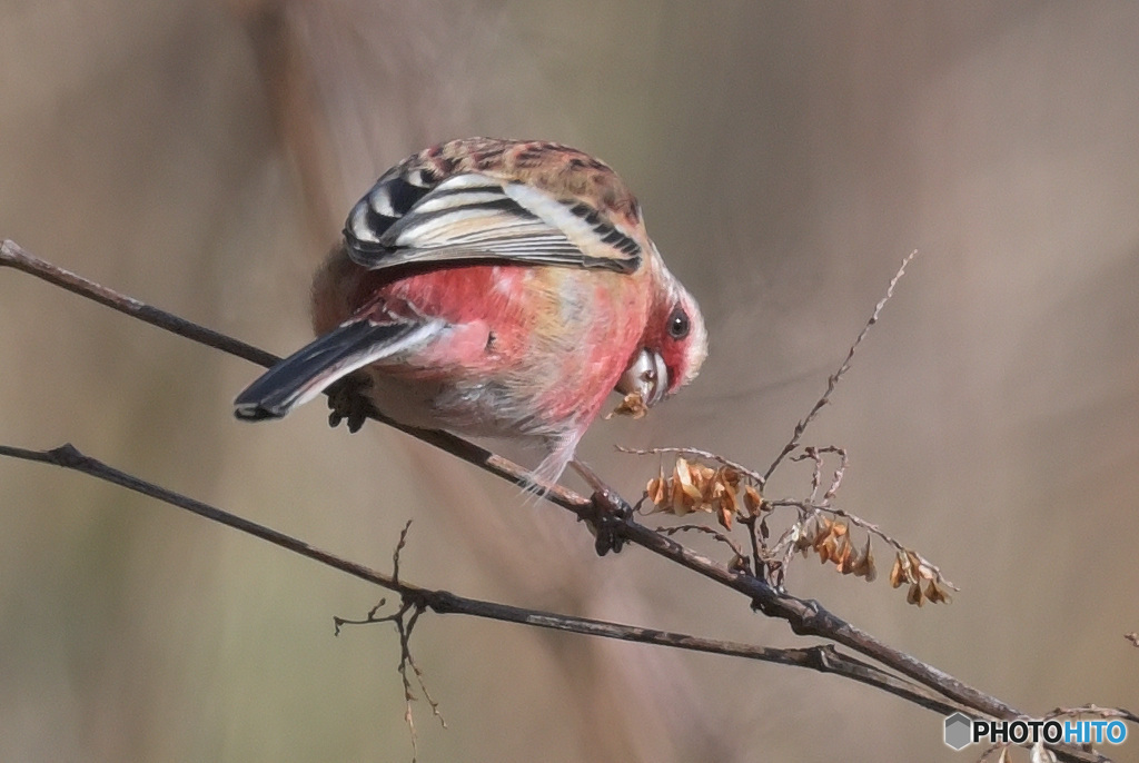 見返りベニマシコ