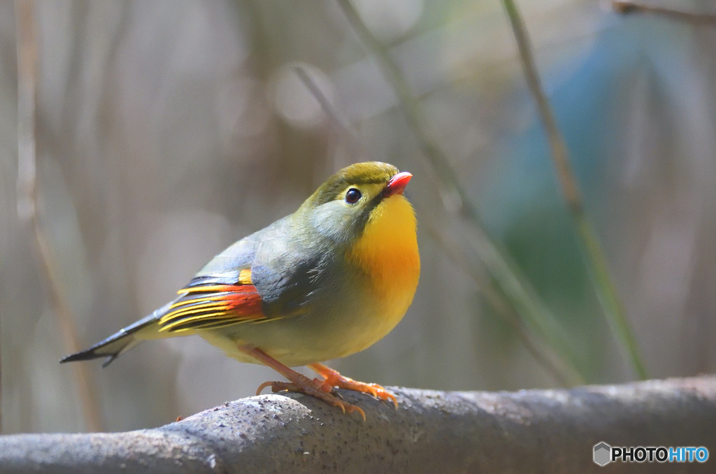 もの思いに耽る相思鳥