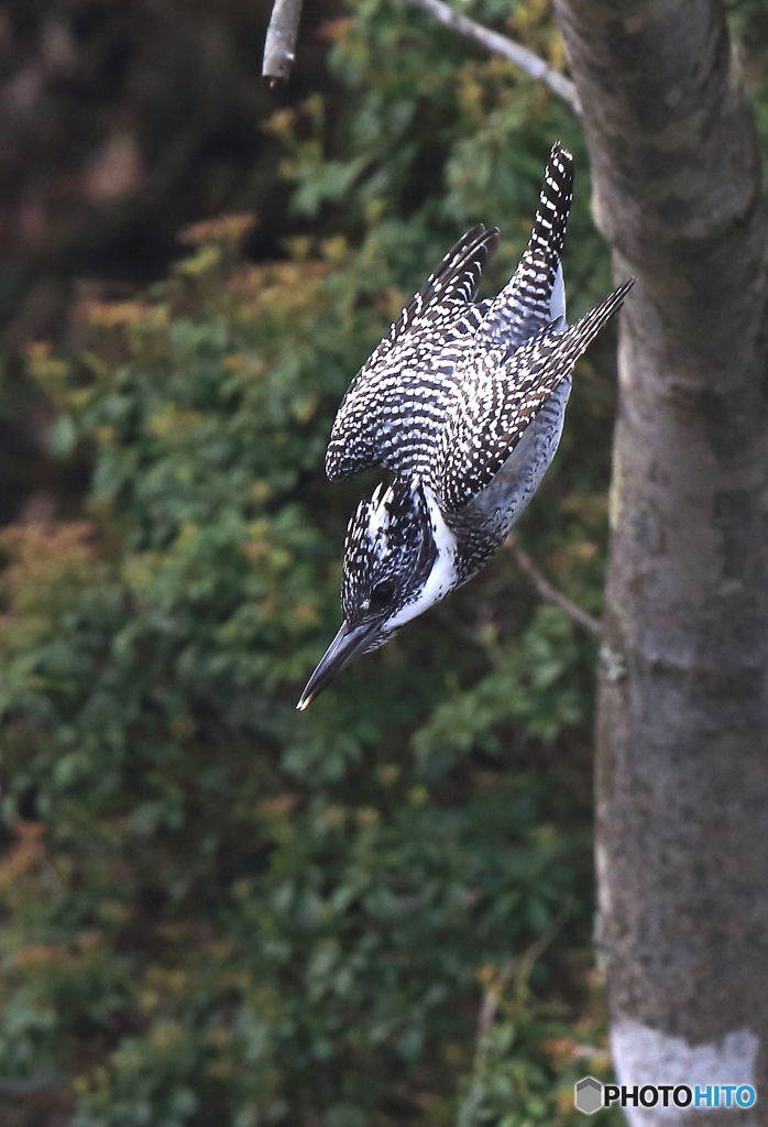 山翡翠の飛び出し