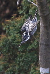 山翡翠の飛び出し