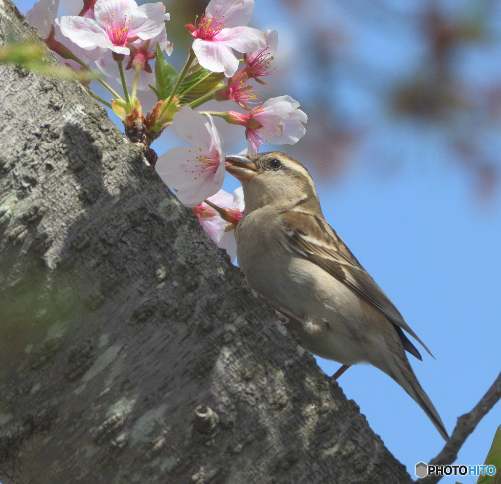 桜にニュウナイスズメ⑥