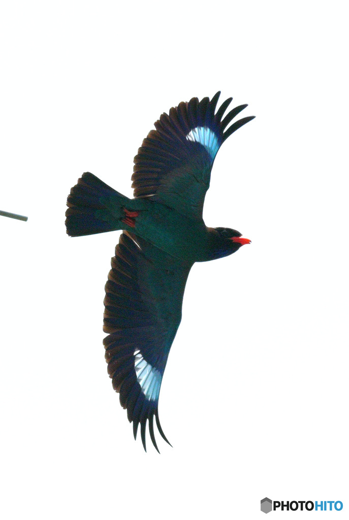 在庫のブッポウソウ