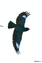 在庫のブッポウソウ