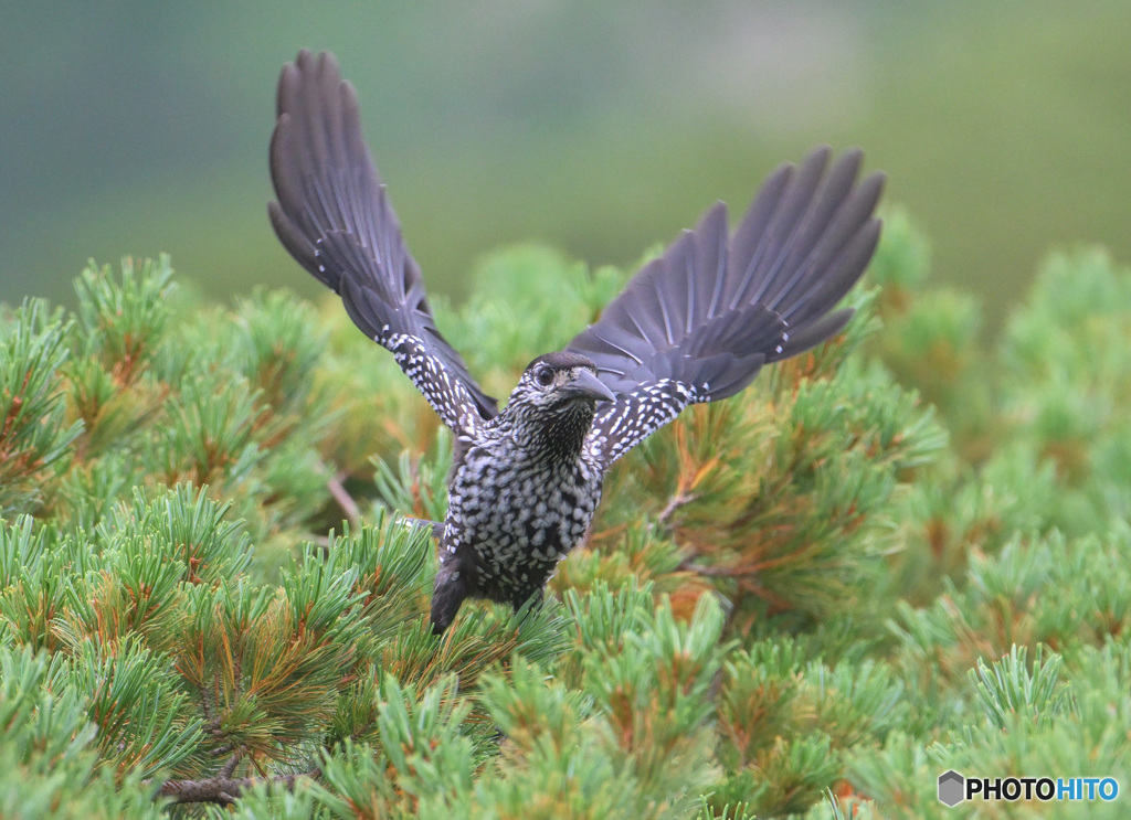 ホシガラス2024⑥