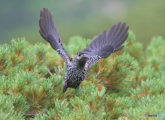 ホシガラス2024⑥