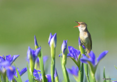 花菖蒲にオオヨシキリ⑭
