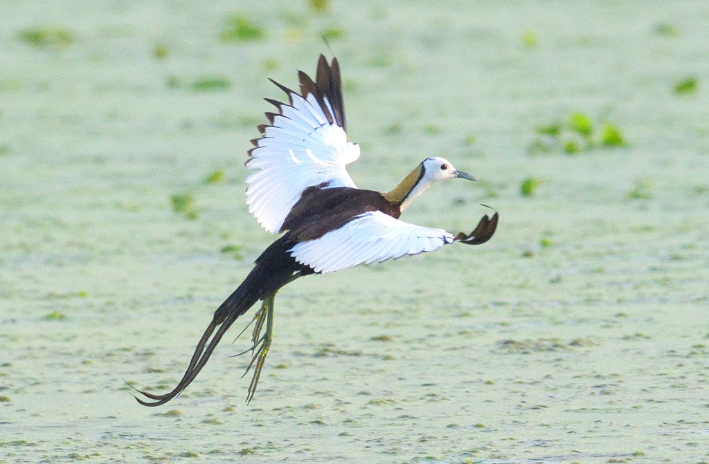思い出のレンカクさん⑭