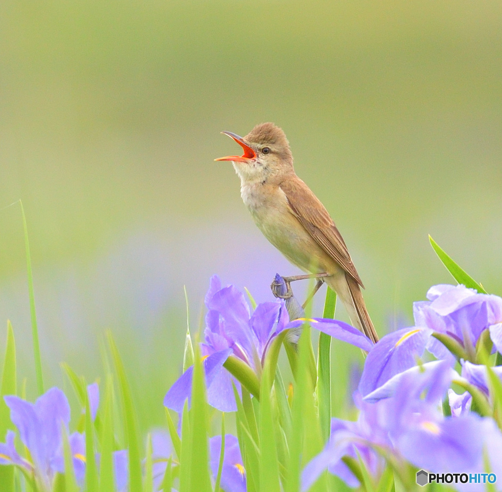 花菖蒲にオオヨシキリ⑮