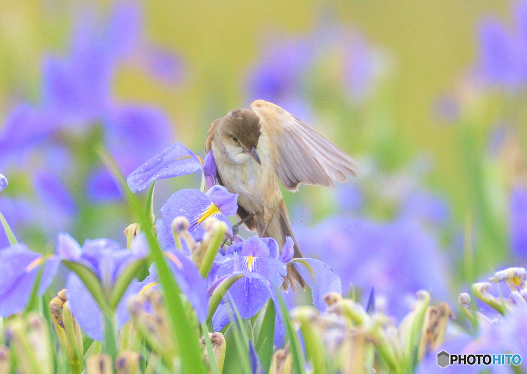 菖蒲にオオヨシキリ㊹