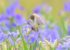 菖蒲にオオヨシキリ㊹