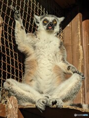 本日のワオキツネザル