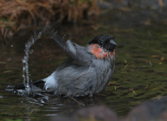 ウソ♂の水浴び②