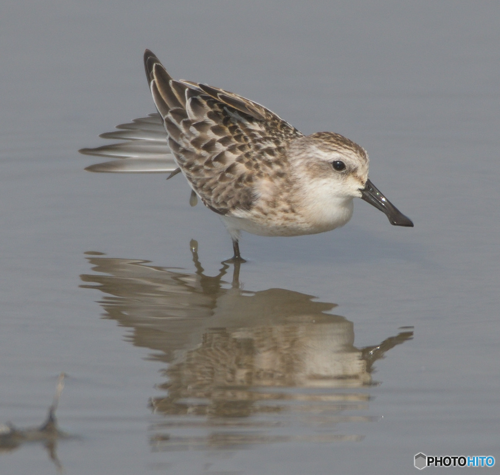 羽根を伸ばすヘラシギ