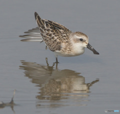 羽根を伸ばすヘラシギ