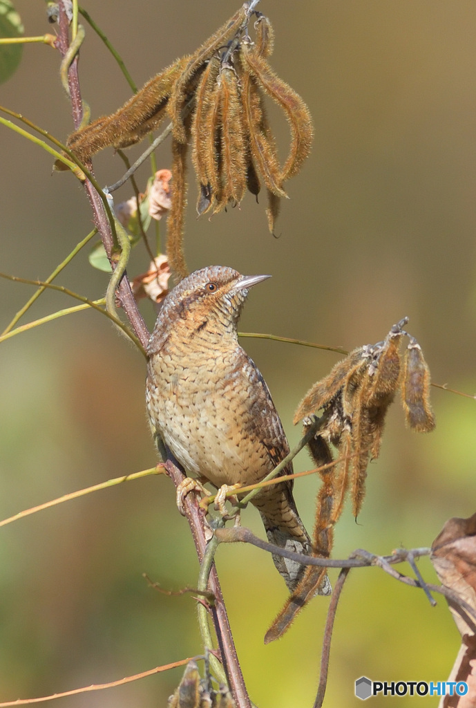 初めましてアリスイさん