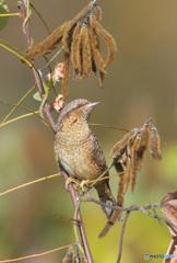 初めましてアリスイさん
