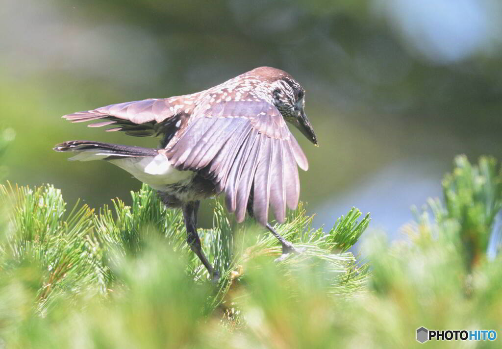 元気なホシガラス⑬