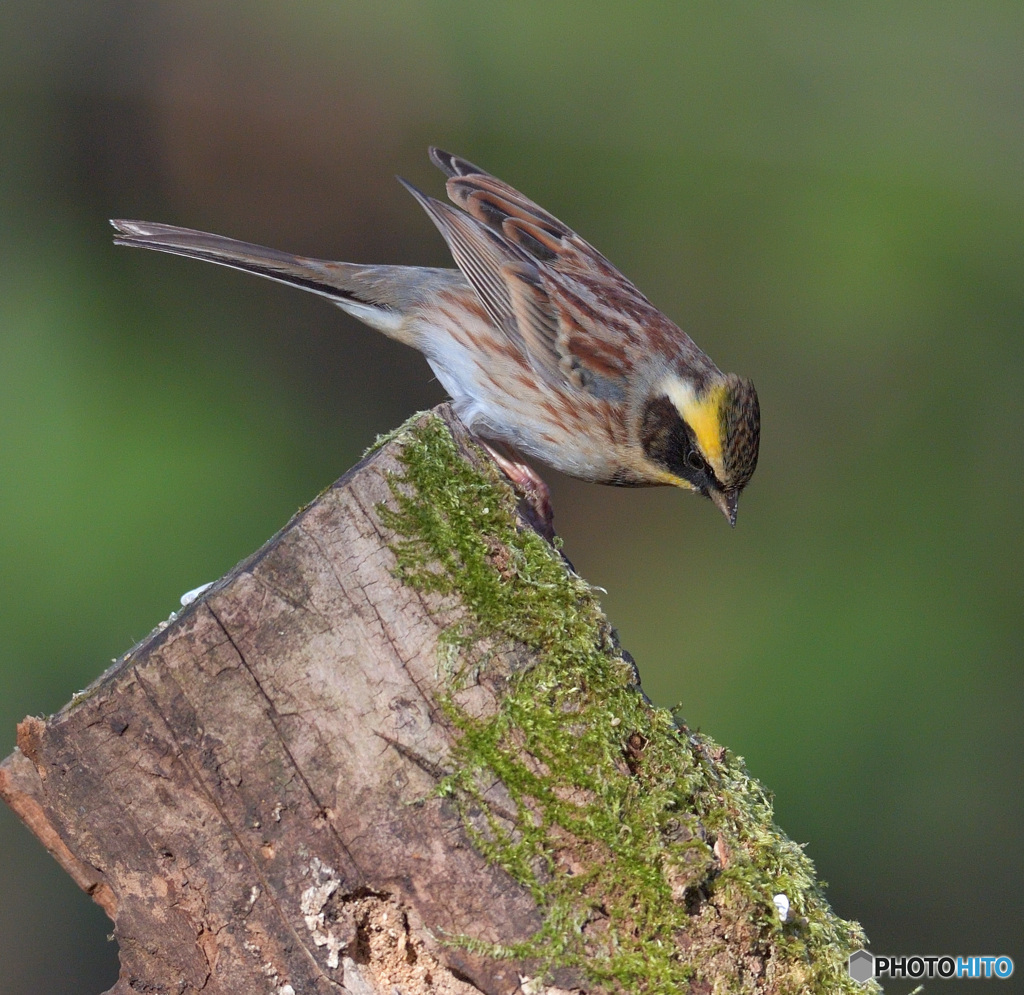 ミヤマホオジロ2022④