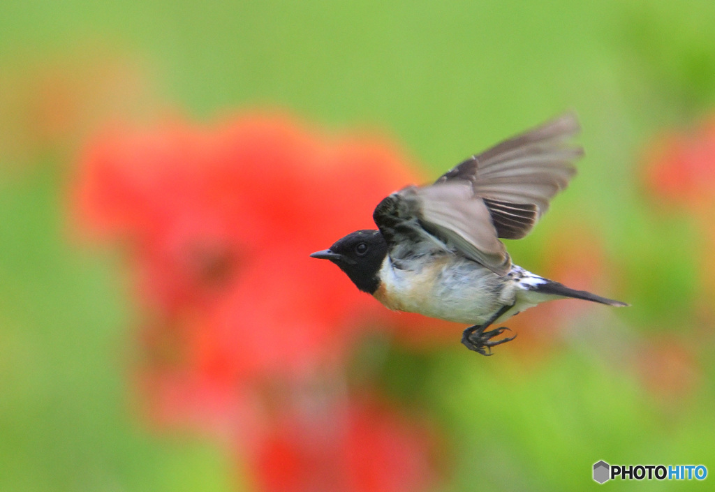レンゲツツジにノビタキ