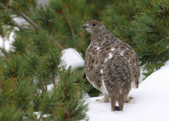 若♀雷鳥⑫