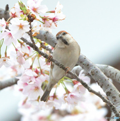 カメラ目線のニュウナイ君