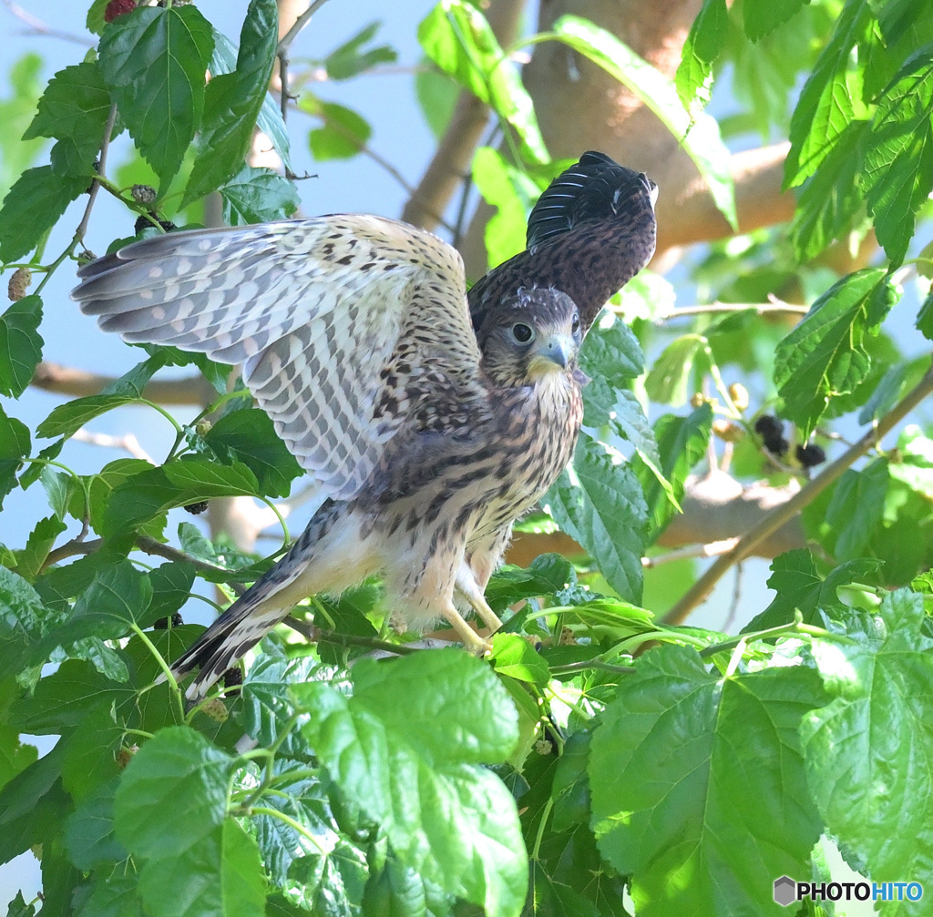 チョウゲンボウの幼鳥③