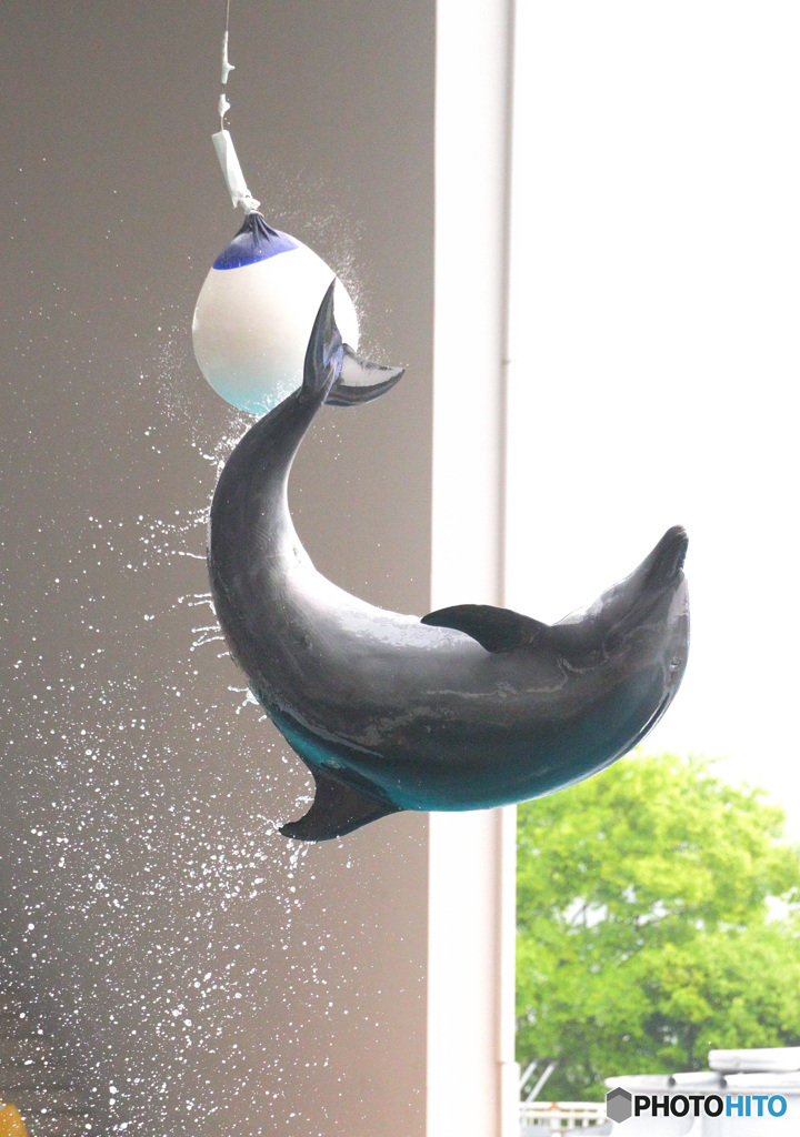 イルカショーの一コマ