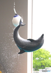 イルカショーの一コマ