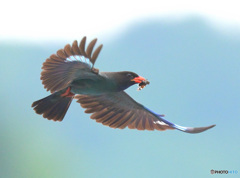 7月のブッポウソウ㊲