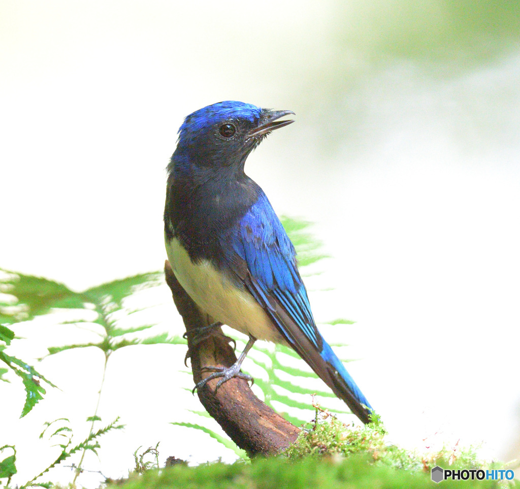 7月のオオルリくん⑦