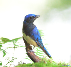 7月のオオルリくん⑦