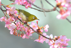 河津桜にメジロⅨ