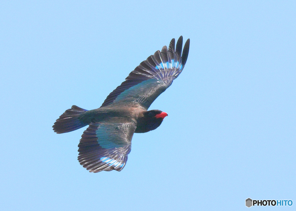 ブッポウソウ2022⑧