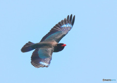 ブッポウソウ2022⑧