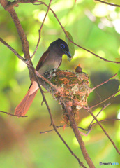 ヒナ生まれました