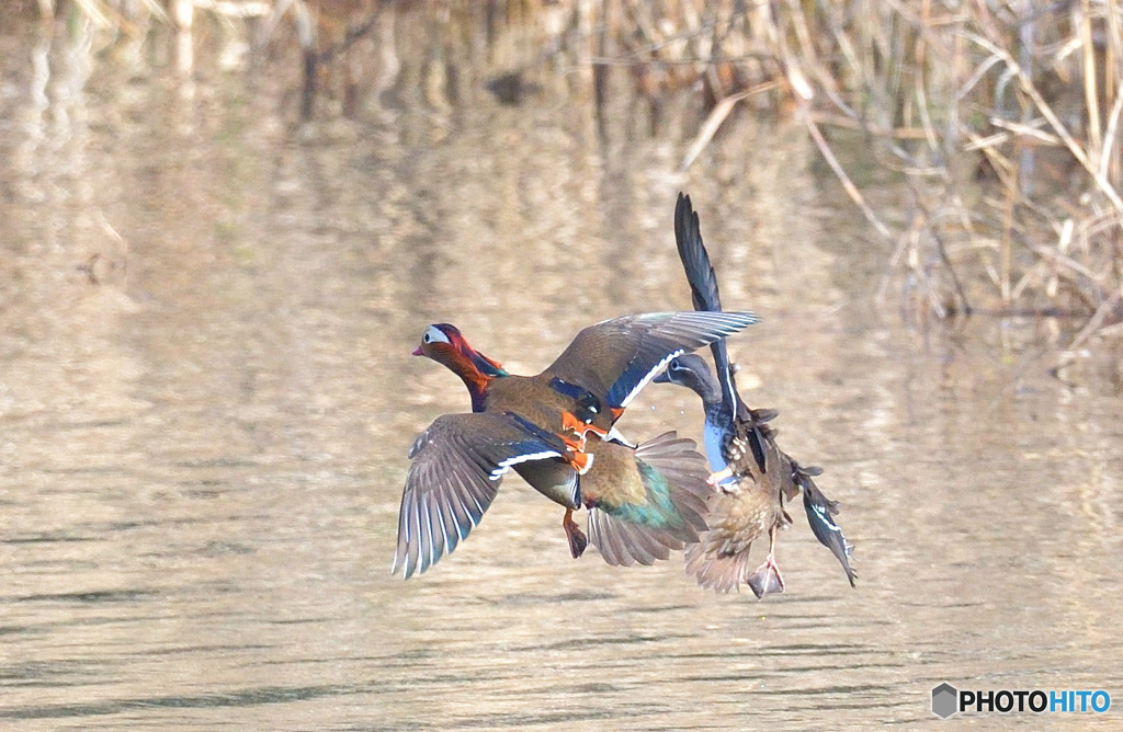 本日のオシドリ夫婦