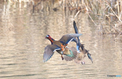本日のオシドリ夫婦