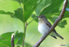 キビタキ♀かな？