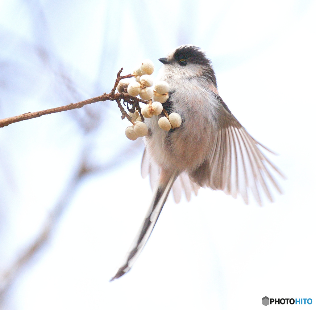 2月のエナガさん