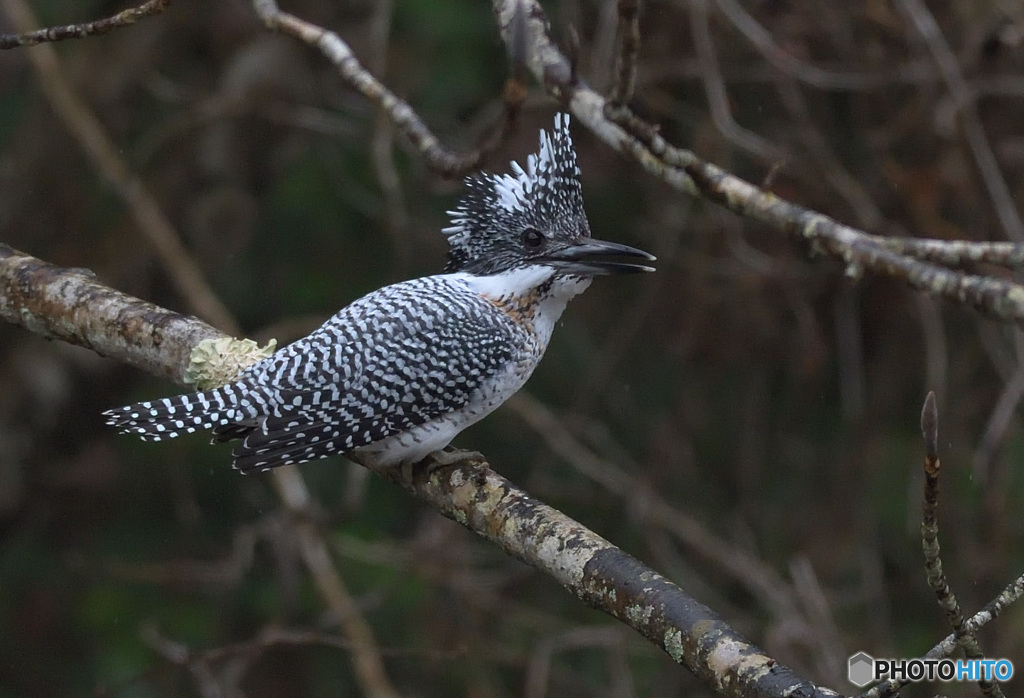 笑顔のヤマセミくん