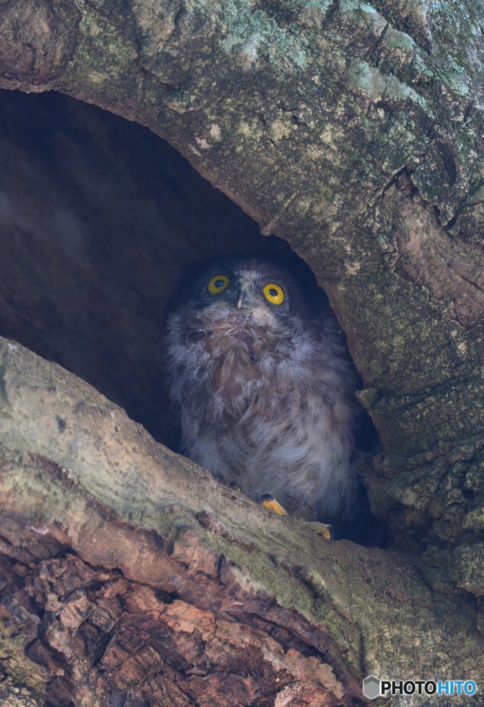 アオバズクの幼鳥②