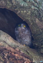 アオバズクの幼鳥②
