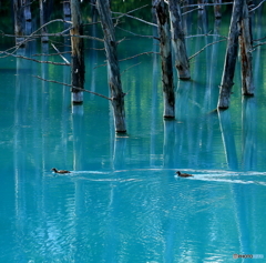 青い池に鴨