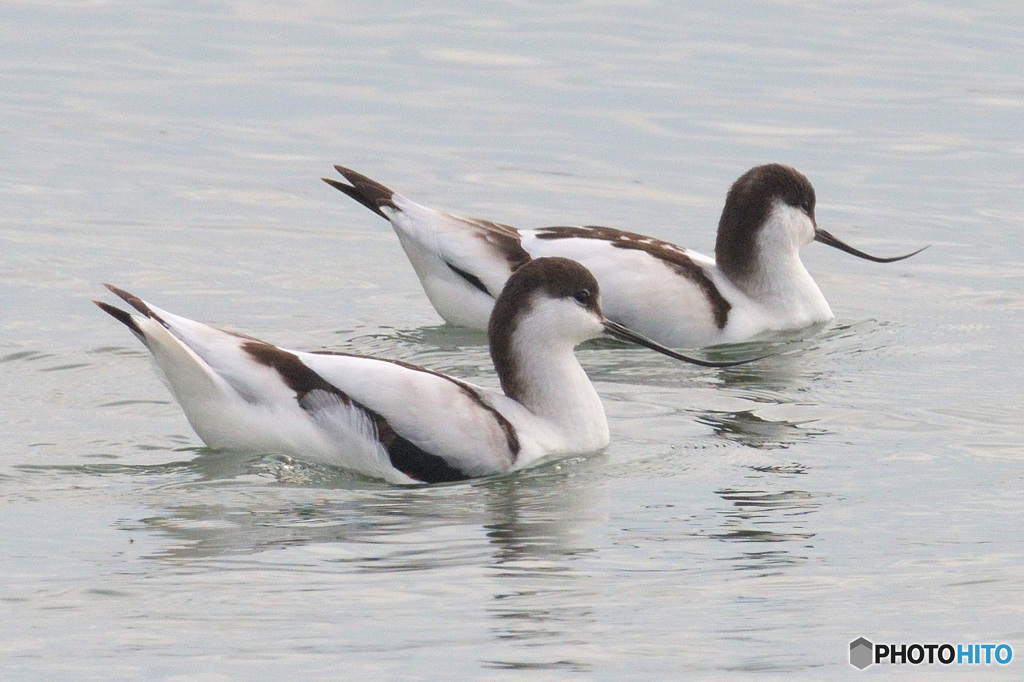 初めてのソリハシセイタカシギ⑫