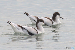 初めてのソリハシセイタカシギ⑫