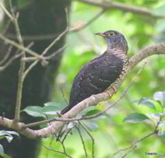 在庫のツツドリさん