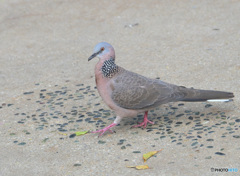 初めてのカノコバト 初めてのカノコバト