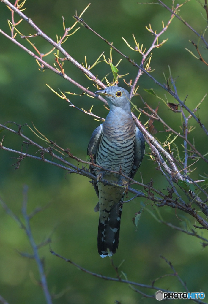 青ツツドリのポートレイト