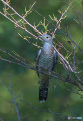 青ツツドリのポートレイト